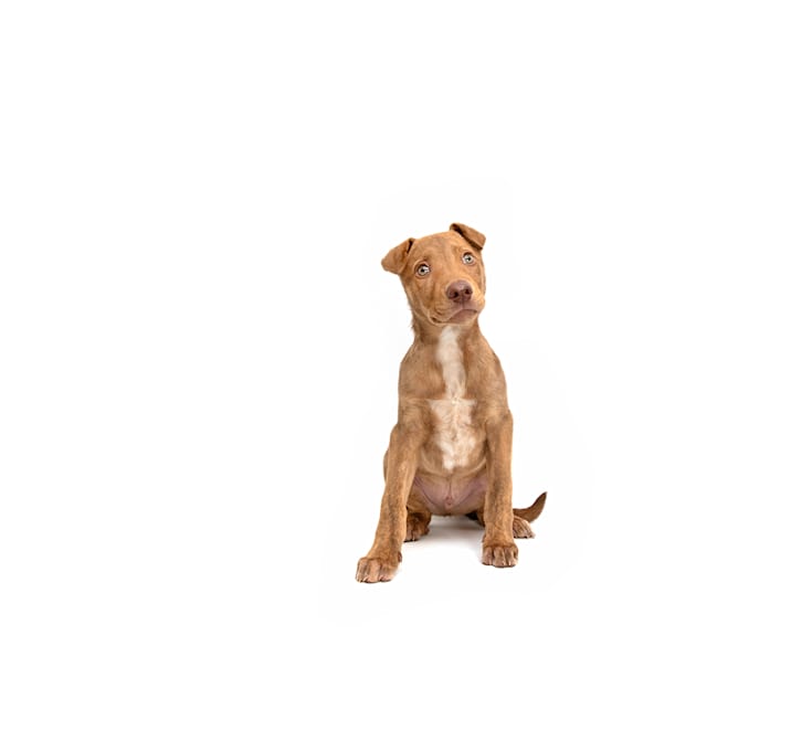 Photo of Trainer