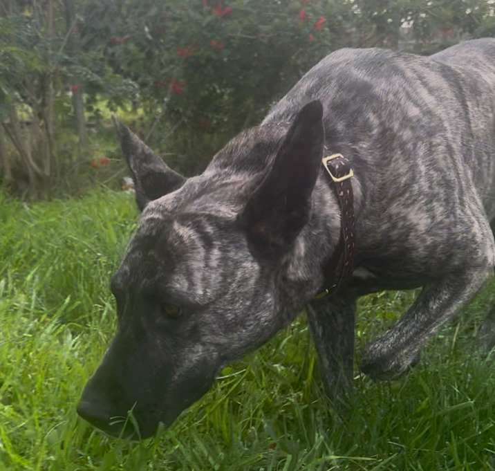 Photo of Kaya