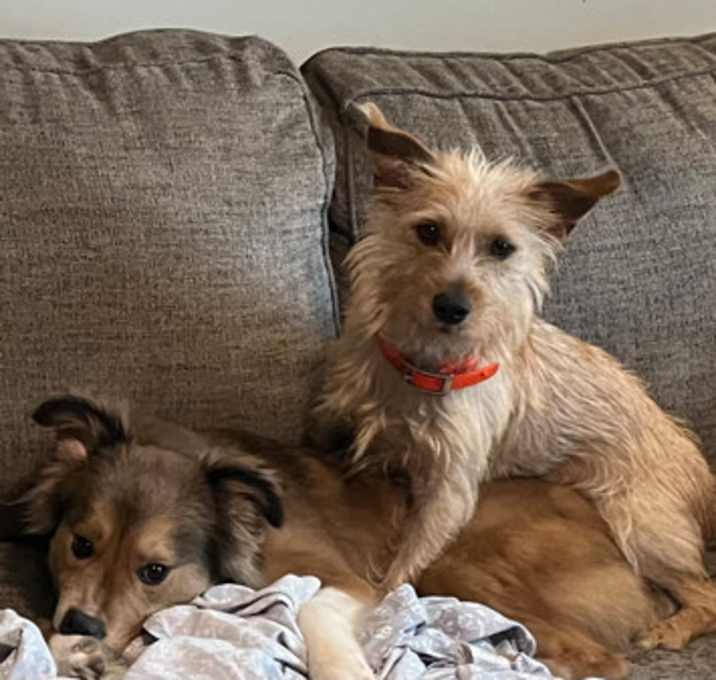 Photo of Biscuit