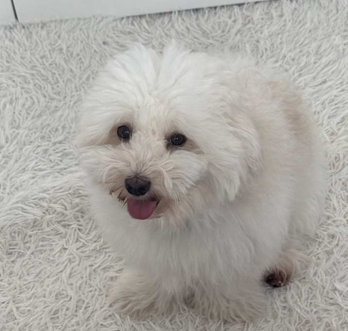 Photo of Bubby