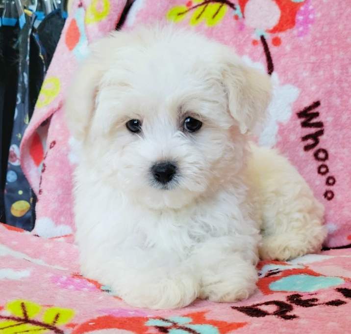 Photo of ALFIE