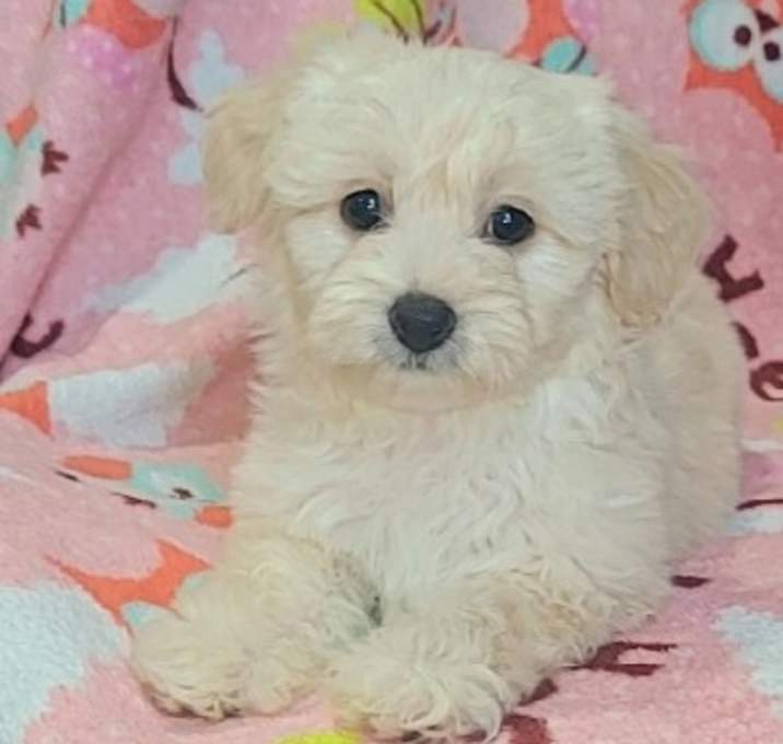 Photo of SISSY