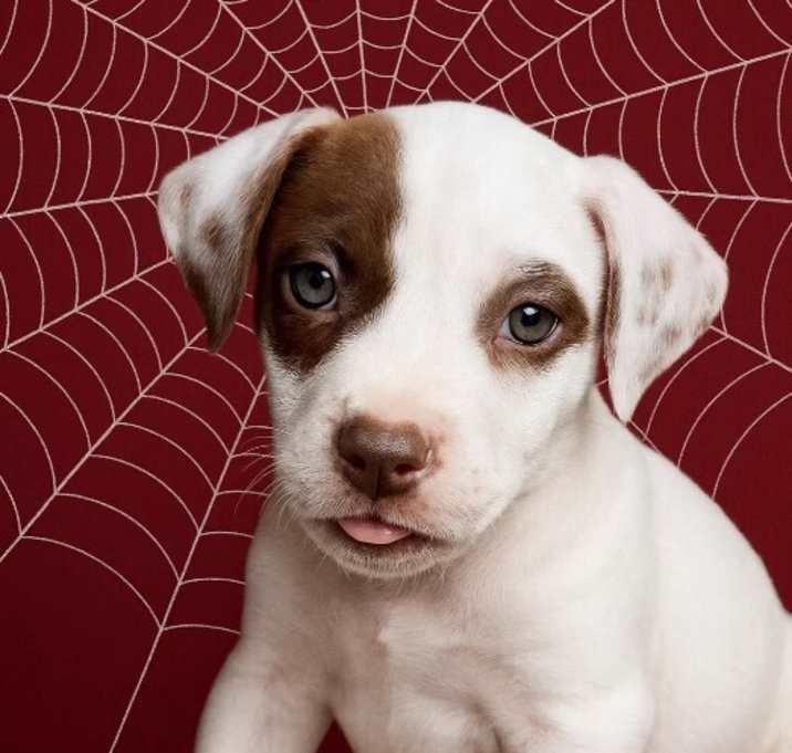 Photo of Venom - Release Date 6/3/2025