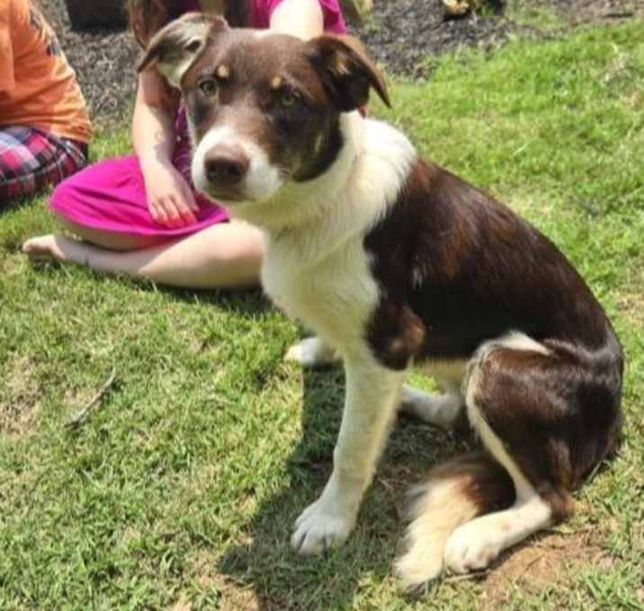 Photo of Abbott (Cartersville Pups)