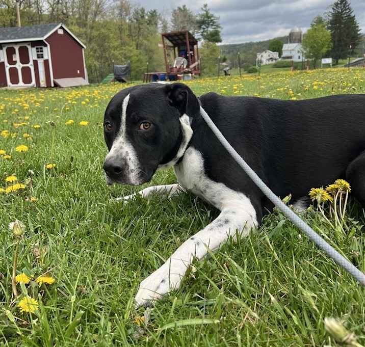 Photo of Oreo (Ruger)
