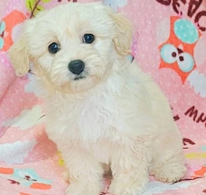 Photo of DARLA