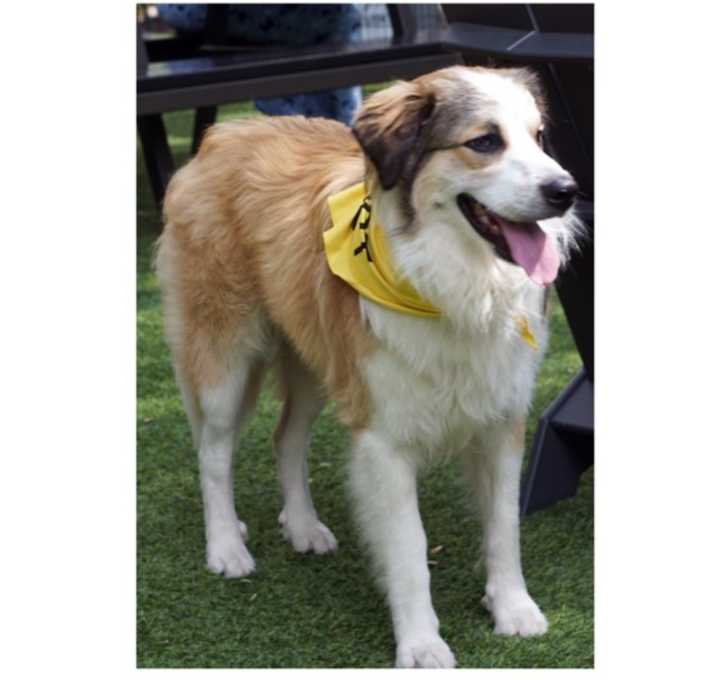 Photo of Tango