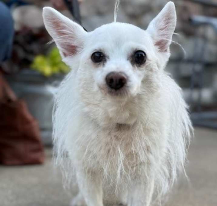 Photo of Gizmo