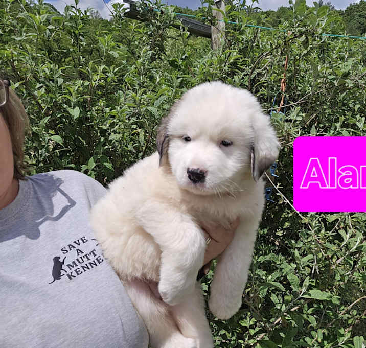 Photo of Alanis