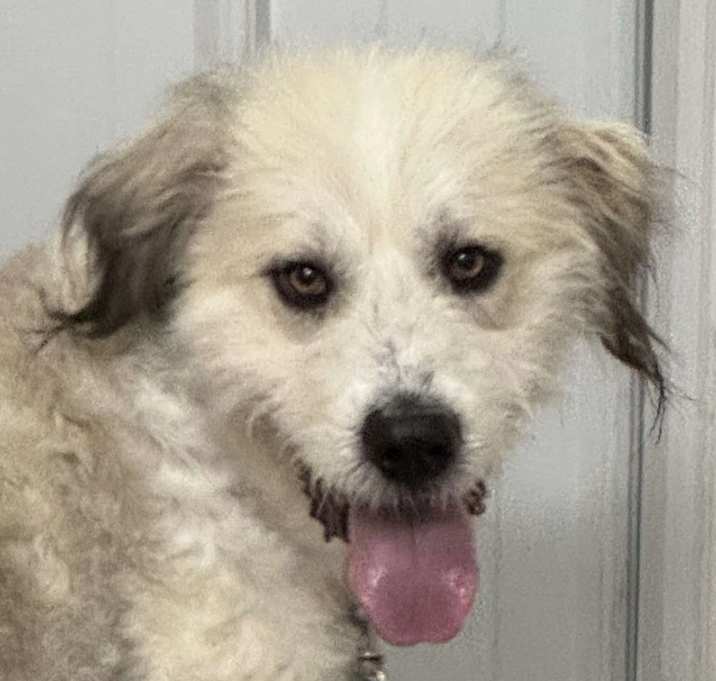 Photo of Pyredoodle Percy