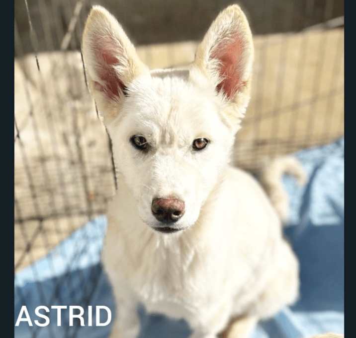 Photo of Astrid
