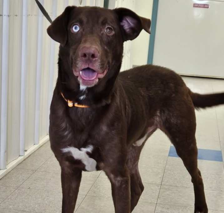 Photo of Apollo