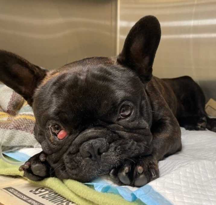 Photo of Hugo