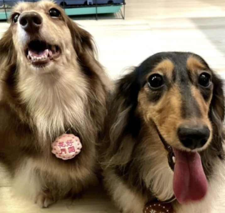 Photo of Bubu and Gigi