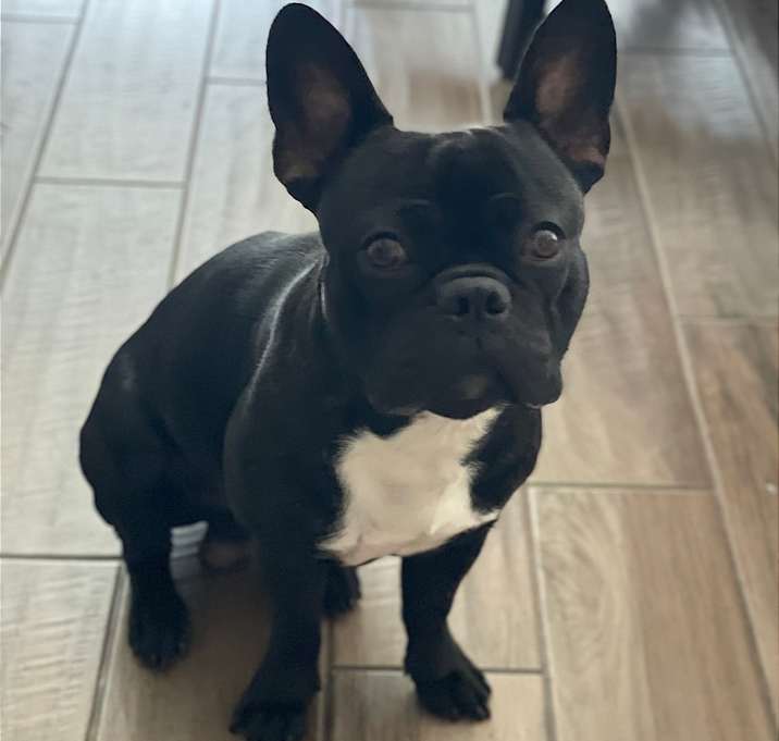 Photo of Milo  