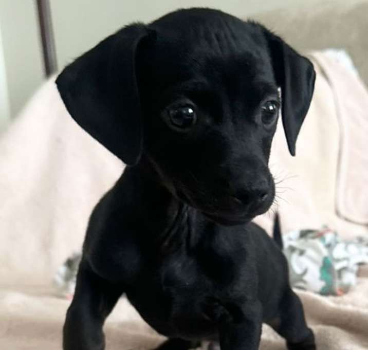 Photo of Chilli