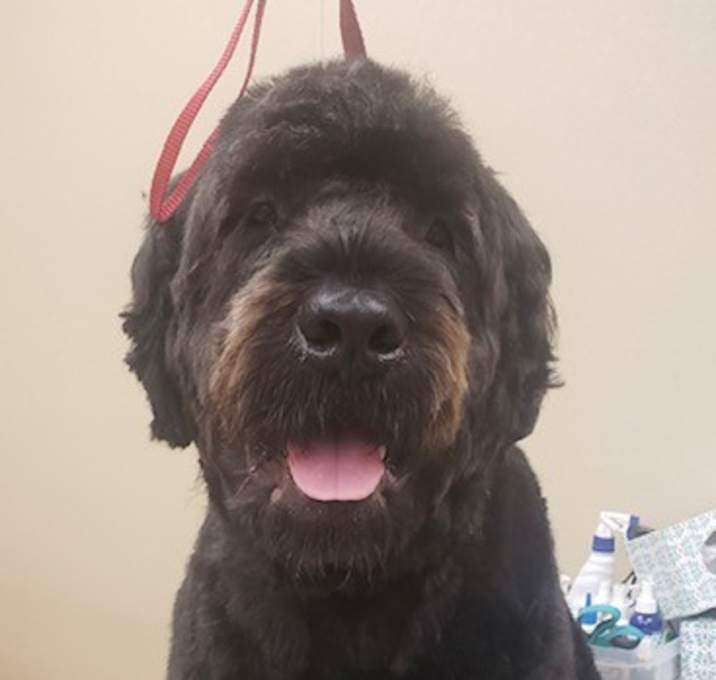 Photo of Cooper-Adoption Pending!