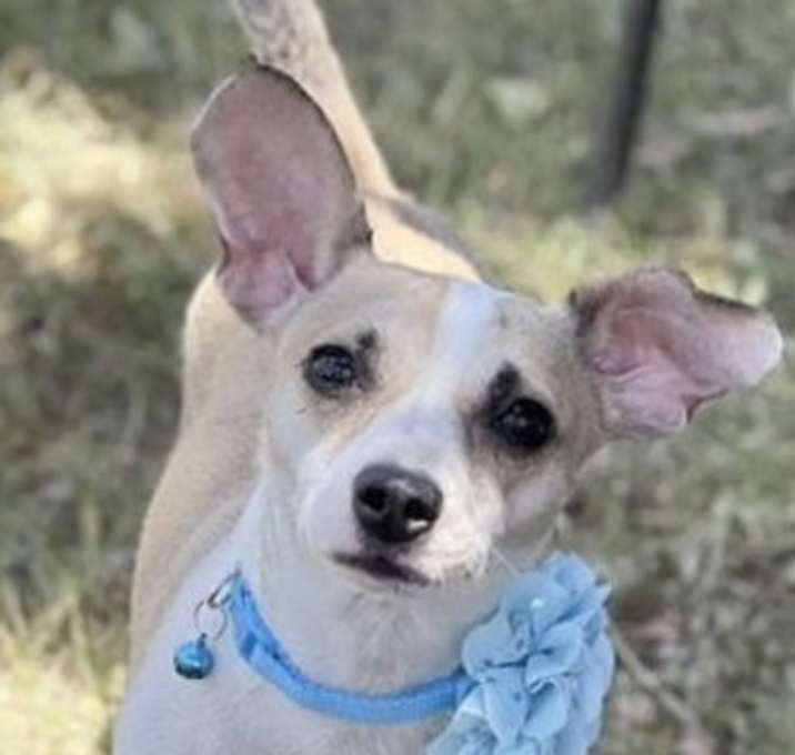 Photo of Sweet pea