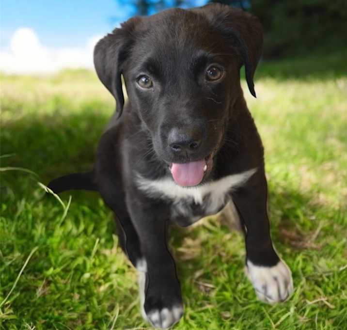 Photo of Chester