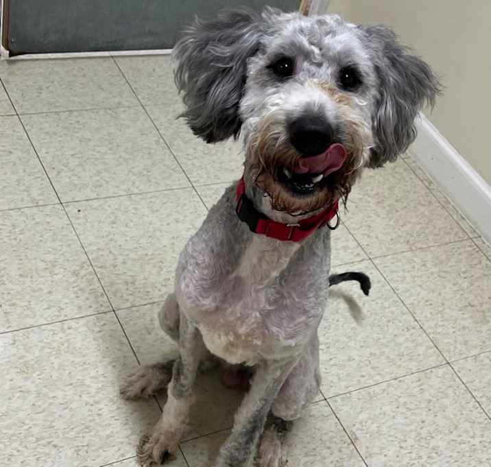 Photo of Alfalfa
