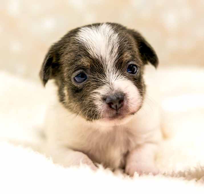 Photo of Rune