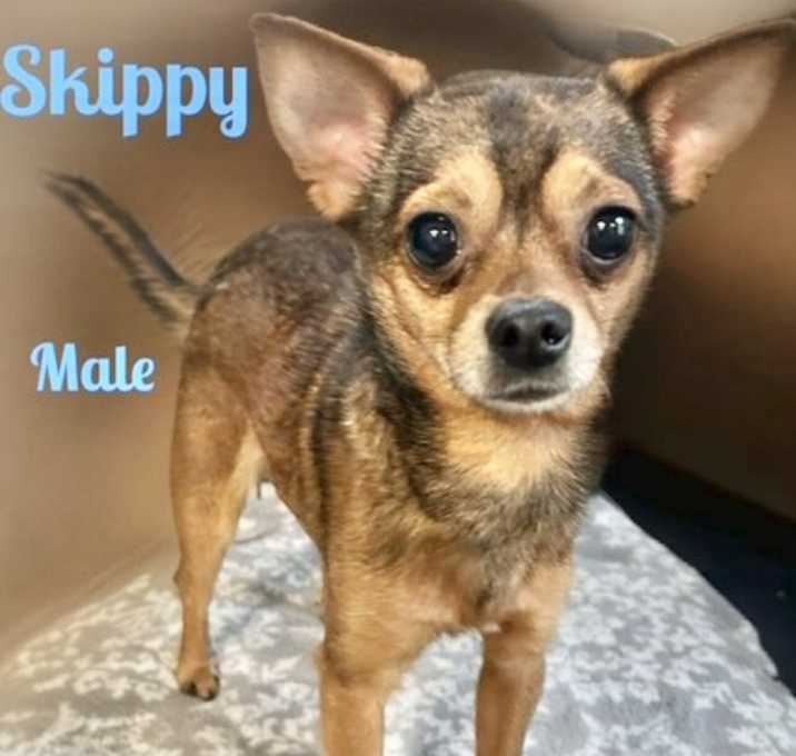 Photo of Skippy Adoption pending