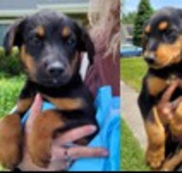 Photo of TEN PUPPIES