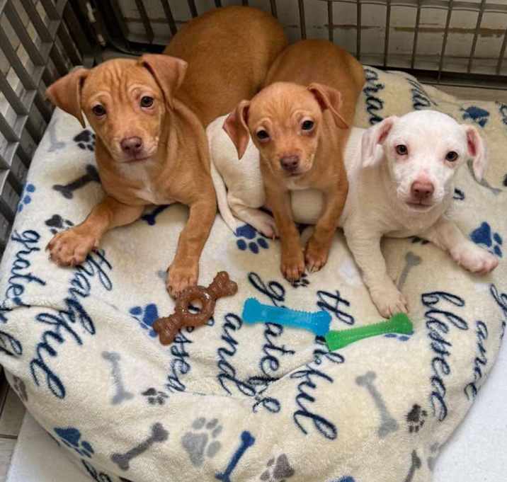 Photo of Chiweenie pups.
