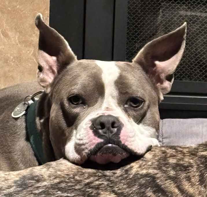 Photo of Blu