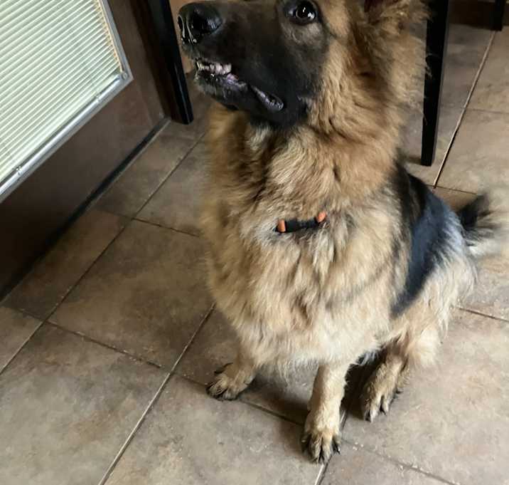 Photo of Niko