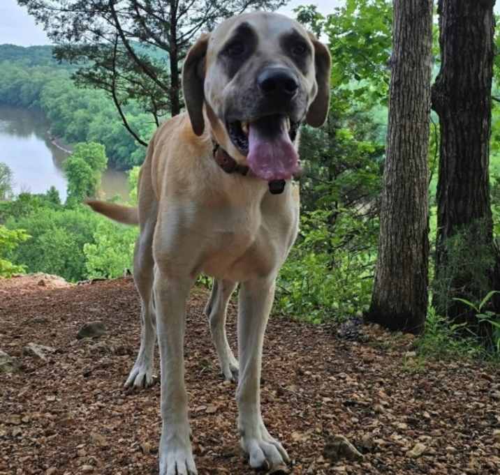 Photo of Henry