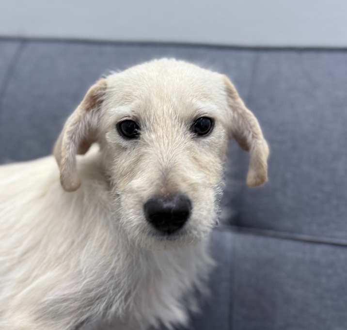 Photo of Cotton