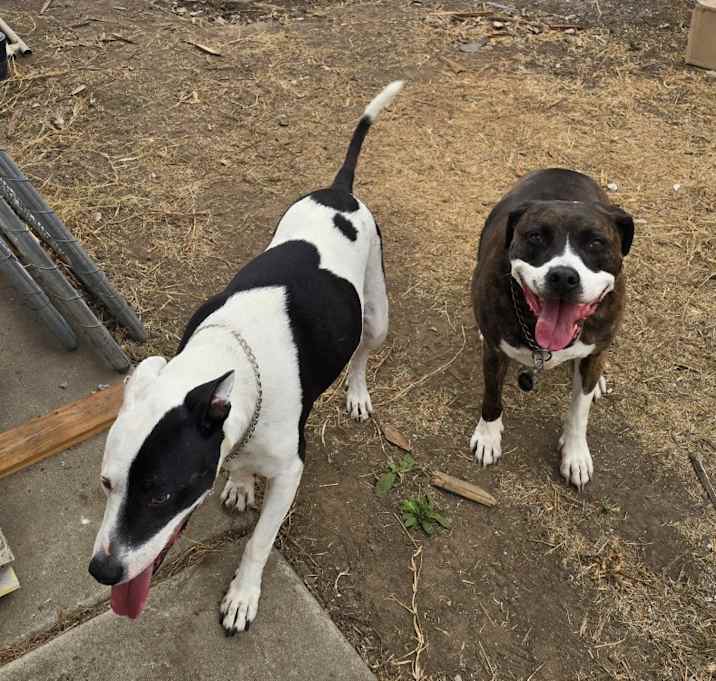 Photo of Luna and Thumper (Two dogs mixed breed)