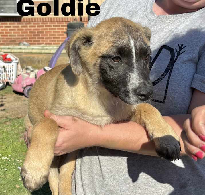Photo of Goldie