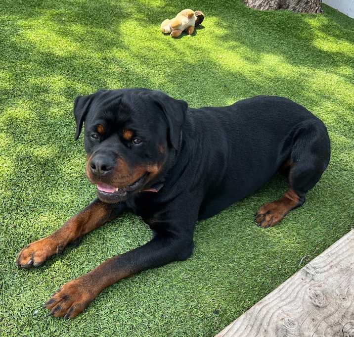 Photo of Goliath