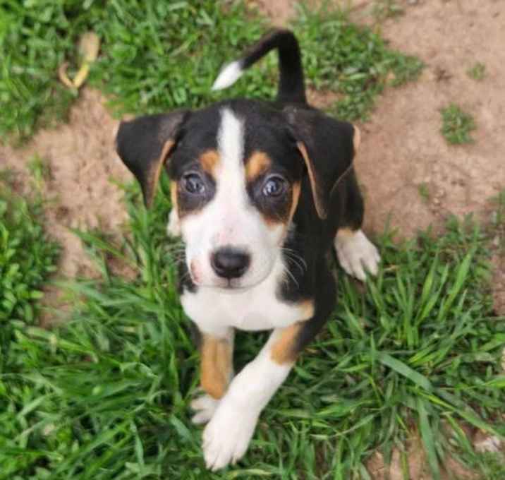 Photo of Stella