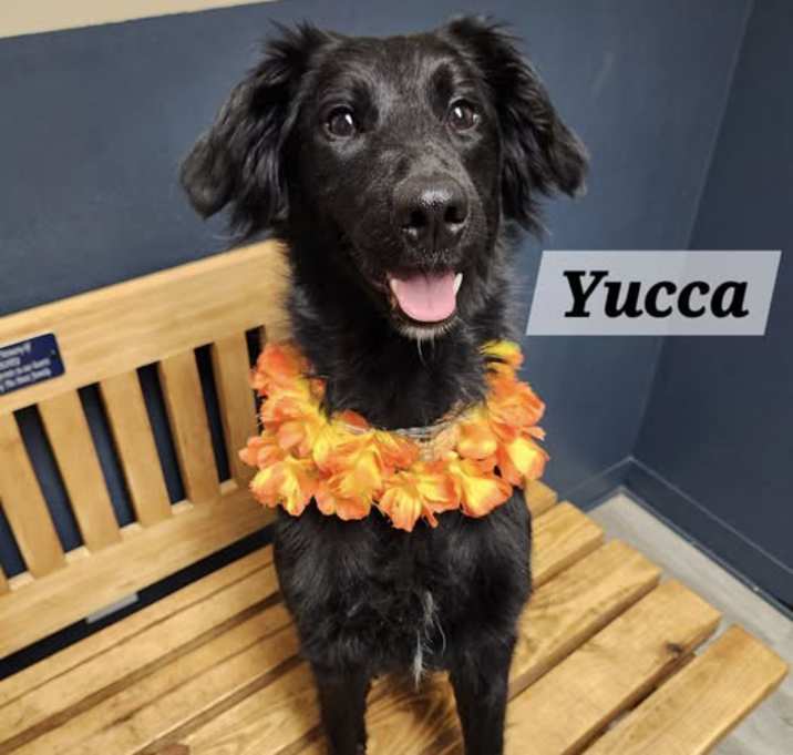 Photo of Yucca