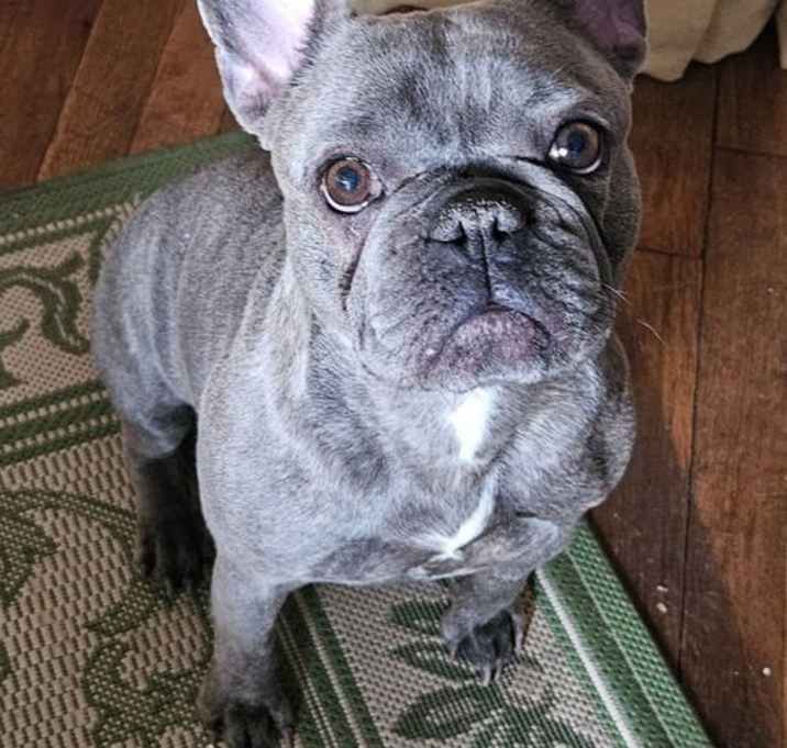 Photo of SHORTY - “Lil’ Chunk O’ Love”