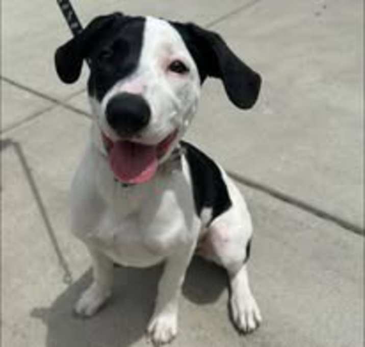 Photo of Petey