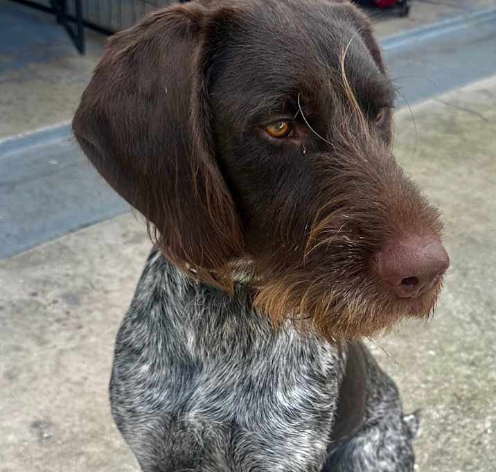 Photo of Rip