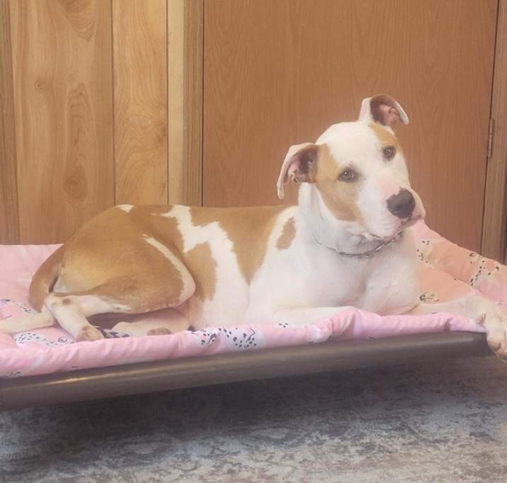 Photo of Snickerdoodle