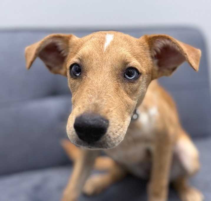 Photo of Clover