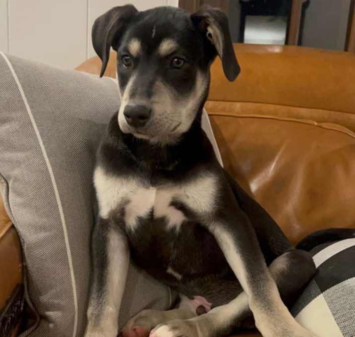 Photo of PUPPY ROCKY