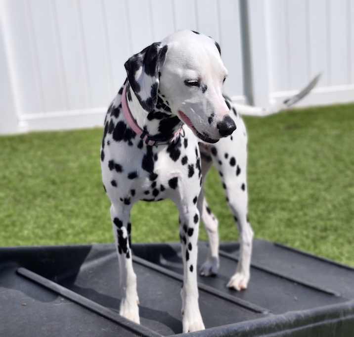 Photo of Sadie