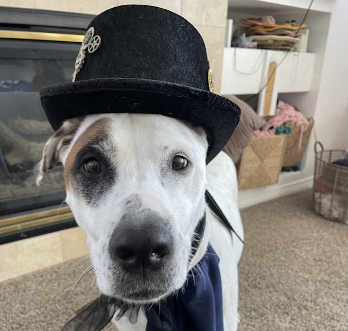 Photo of Shiner