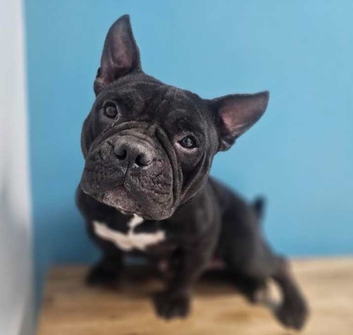 Photo of Nova