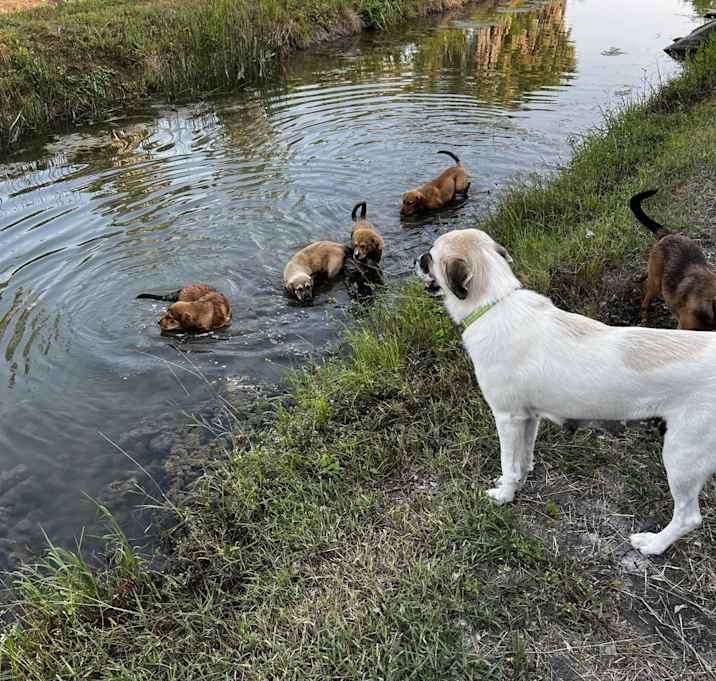 Photo of Puppies