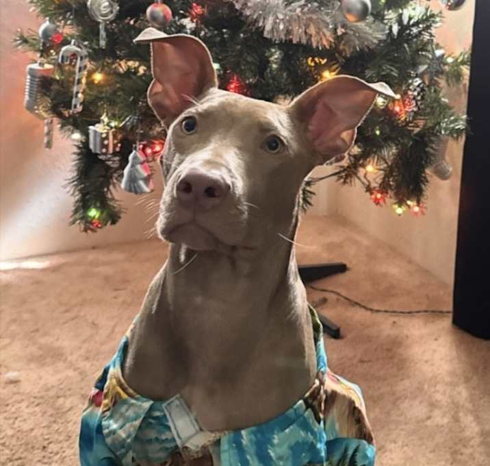 Photo of Kash