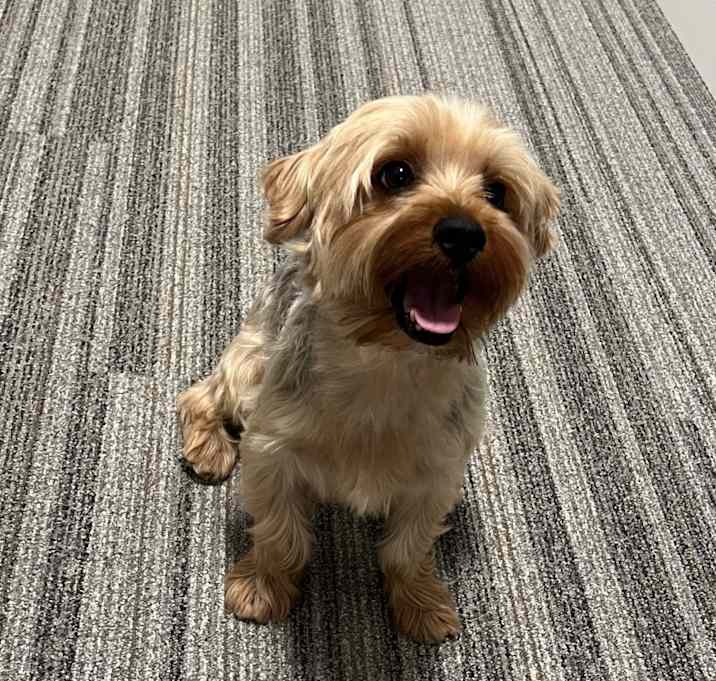 Photo of Rover