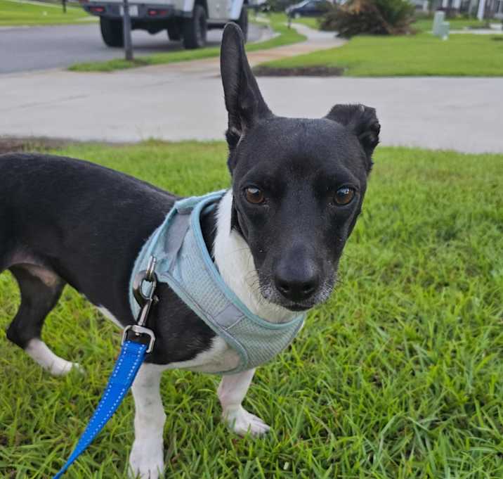 Photo of Ottis AKA Oddie